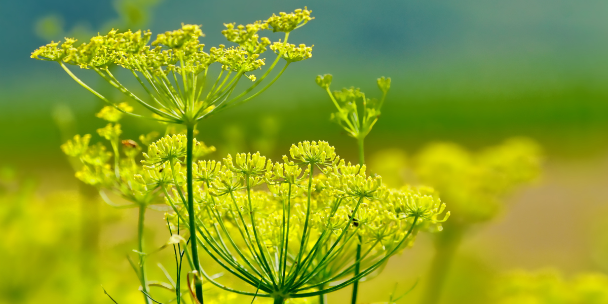 Wild Fennel